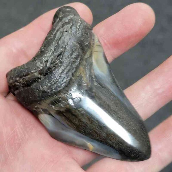 Polished Megalodon Shark Tooth - #17 - Image 2