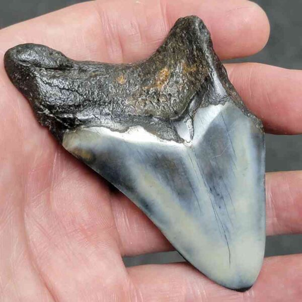 Polished Megalodon Shark Tooth - #17 - Image 3