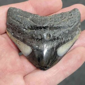 Polished Megalodon Shark Tooth - #18