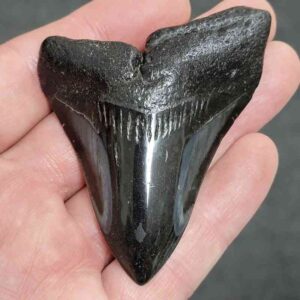 Polished Megalodon Shark Tooth - #19