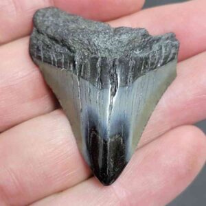 Polished Megalodon Shark Tooth - #2