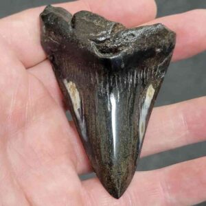 Polished Megalodon Shark Tooth - #20