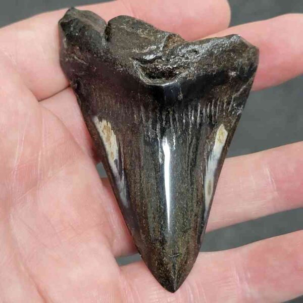 Polished Megalodon Shark Tooth - #20