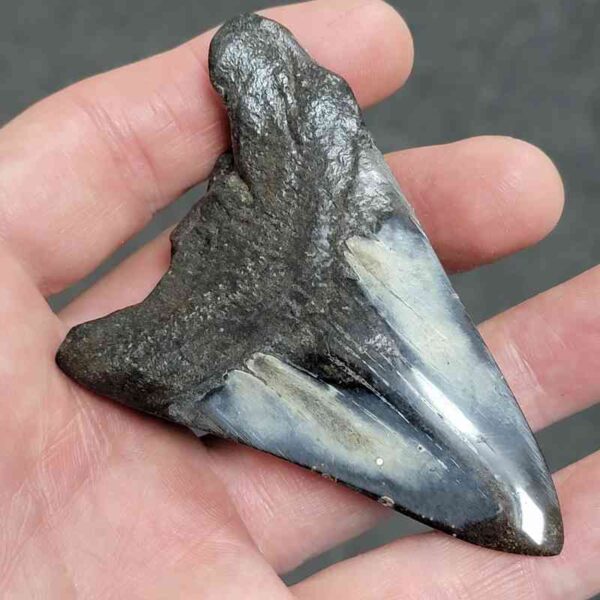 Polished Megalodon Shark Tooth - #20 - Image 3