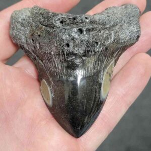Polished Megalodon Shark Tooth - #21