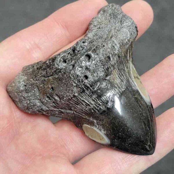 Polished Megalodon Shark Tooth - #21 - Image 2