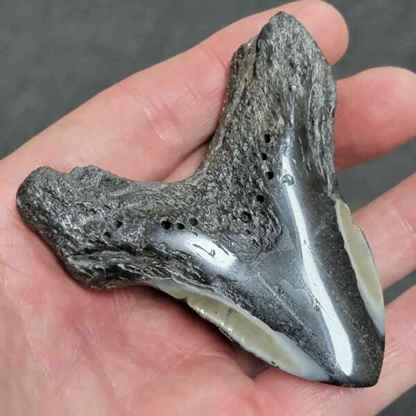 Polished Megalodon Shark Tooth - #21 - Image 3