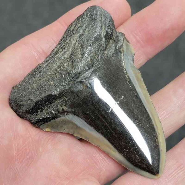 Polished Megalodon Shark Tooth - #22 - Image 2