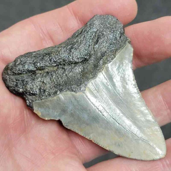 Polished Megalodon Shark Tooth - #22 - Image 3