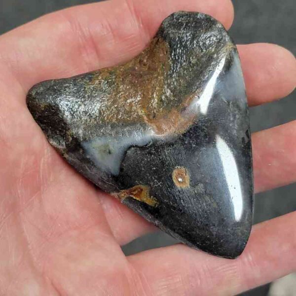 Polished Megalodon Shark Tooth - #23 - Image 3