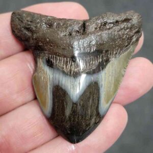 Polished Megalodon Shark Tooth - #24