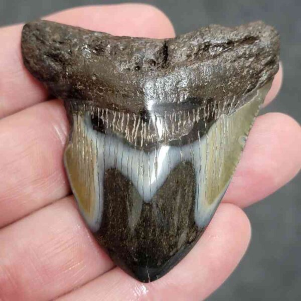 Polished Megalodon Shark Tooth - #24