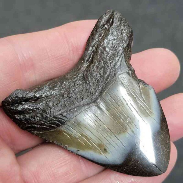 Polished Megalodon Shark Tooth - #24 - Image 3