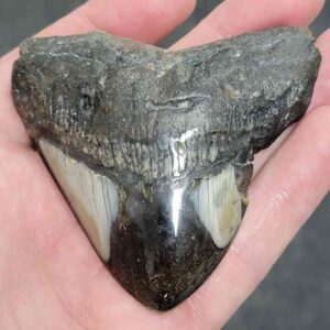 Polished Megalodon Shark Tooth - #25