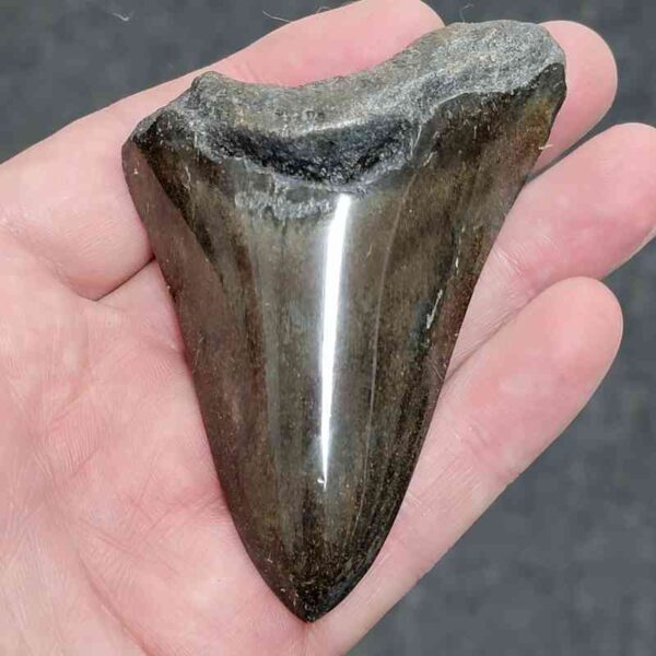 Polished Megalodon Shark Tooth - #26