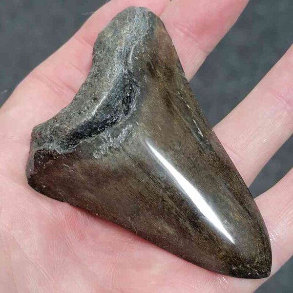 Polished Megalodon Shark Tooth - #26 - Image 2