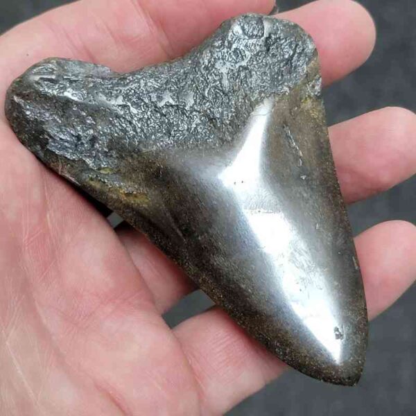 Polished Megalodon Shark Tooth - #26 - Image 3