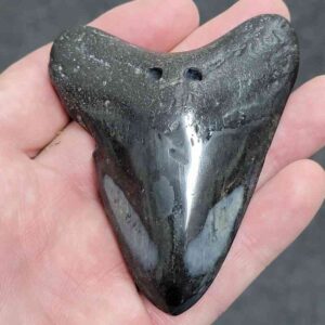 Polished Megalodon Shark Tooth - #27