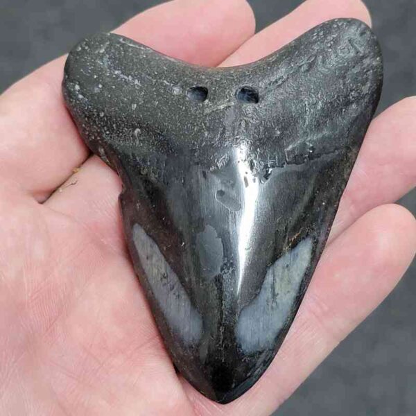 Polished Megalodon Shark Tooth - #27