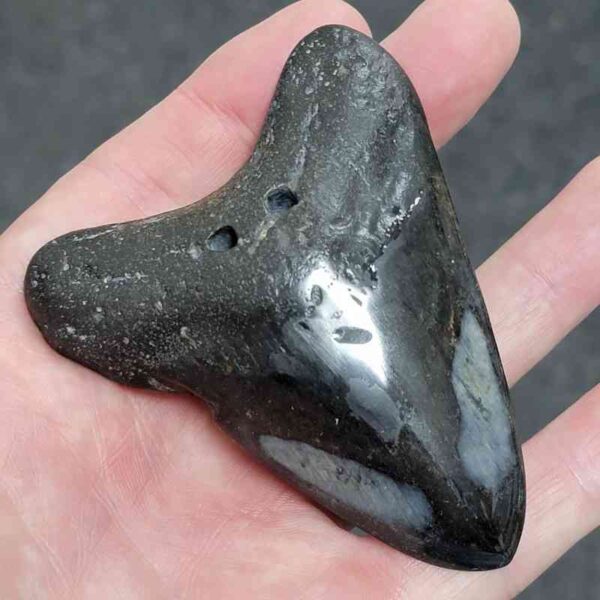 Polished Megalodon Shark Tooth - #27 - Image 2