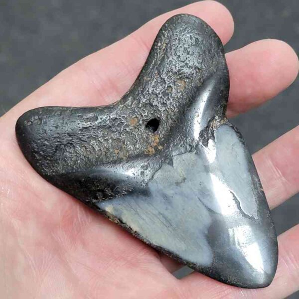 Polished Megalodon Shark Tooth - #27 - Image 3