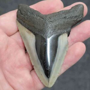 Polished Megalodon Shark Tooth - #28