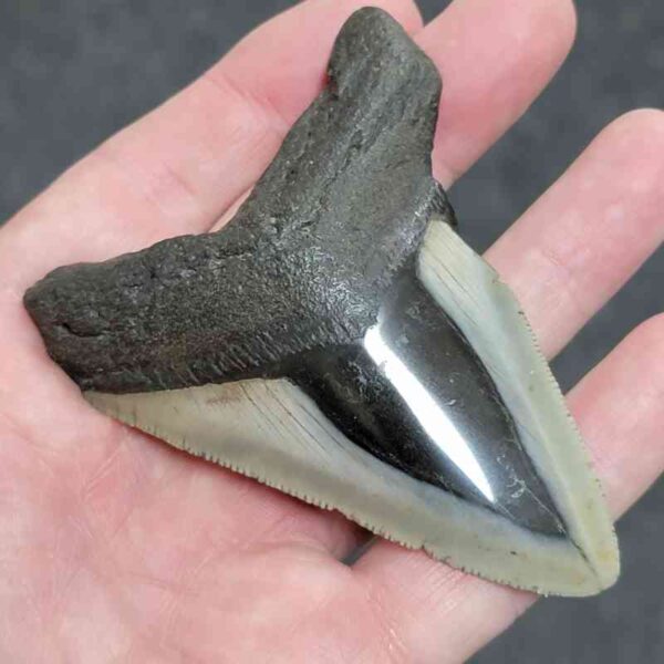 Polished Megalodon Shark Tooth - #28 - Image 2