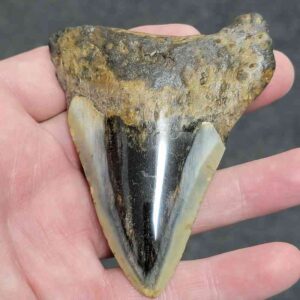Polished Megalodon Shark Tooth - #29