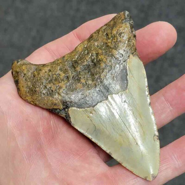 Polished Megalodon Shark Tooth - #29 - Image 3