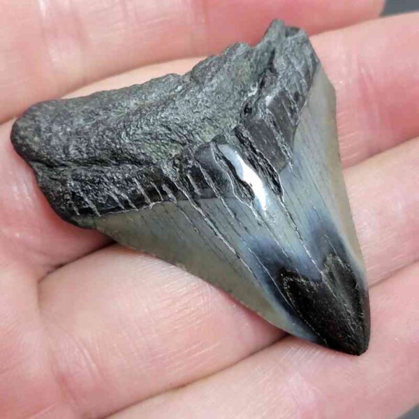 Polished Megalodon Shark Tooth - #2 - Image 2