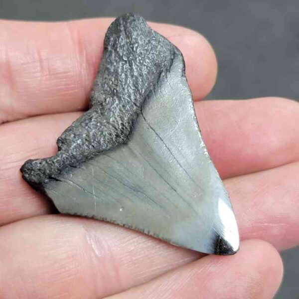 Polished Megalodon Shark Tooth - #2 - Image 3