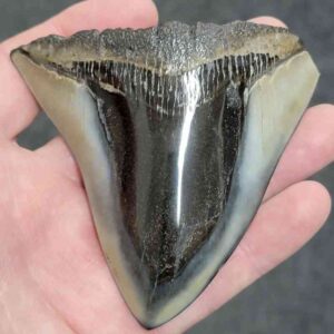 Polished Megalodon Shark Tooth - #30