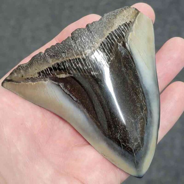 Polished Megalodon Shark Tooth - #30 - Image 2