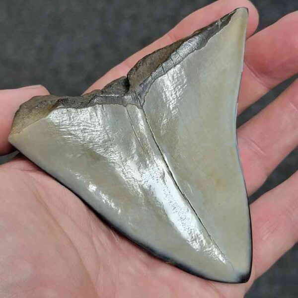 Polished Megalodon Shark Tooth - #30 - Image 3