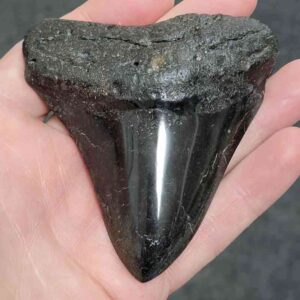 Polished Megalodon Shark Tooth - #32