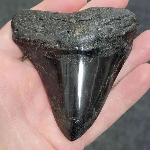 Polished Megalodon Shark Tooth - #32