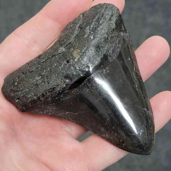 Polished Megalodon Shark Tooth - #32 - Image 2