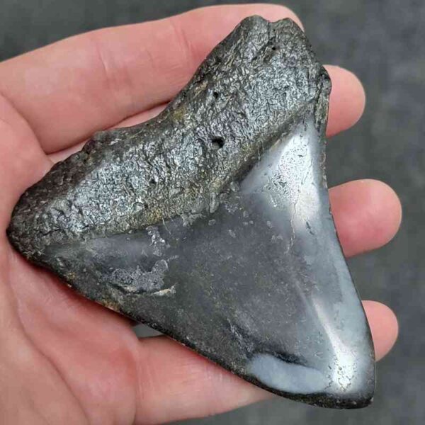 Polished Megalodon Shark Tooth - #32 - Image 3