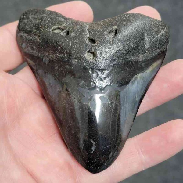 Polished Megalodon Shark Tooth - #33