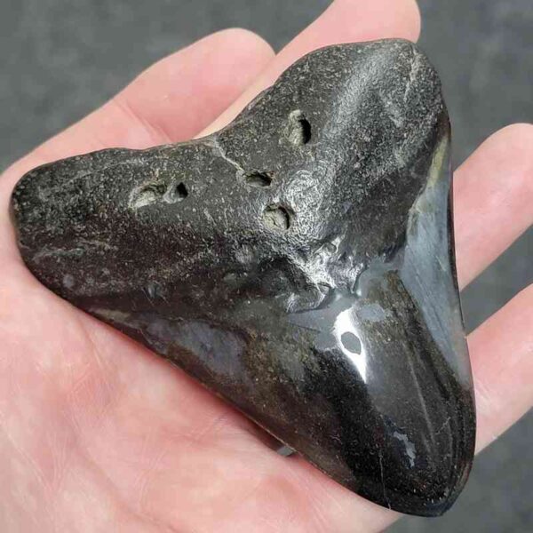 Polished Megalodon Shark Tooth - #33 - Image 2