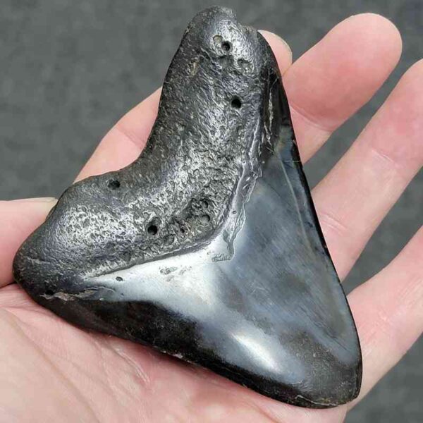 Polished Megalodon Shark Tooth - #33 - Image 3