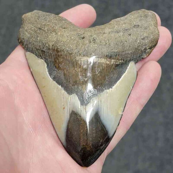 Polished Megalodon Shark Tooth - #34