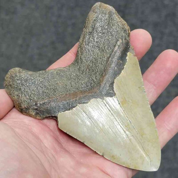 Polished Megalodon Shark Tooth - #34 - Image 3