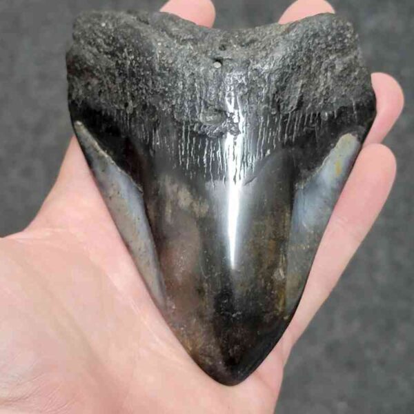 Polished Megalodon Shark Tooth - #35