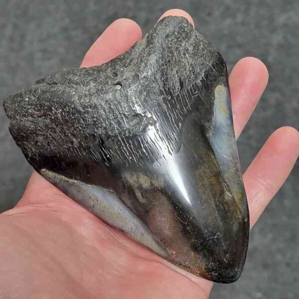 Polished Megalodon Shark Tooth - #35 - Image 2