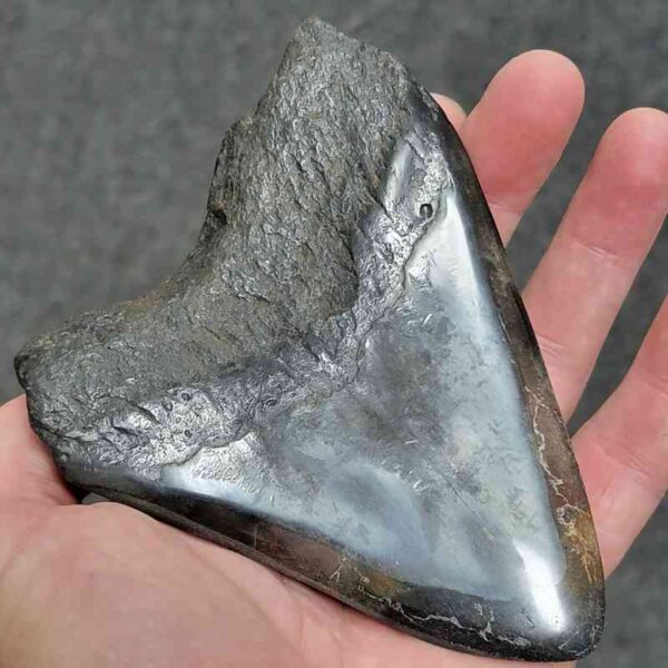 Polished Megalodon Shark Tooth - #35 - Image 3
