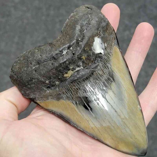 Polished Megalodon Shark Tooth - #36 - Image 2
