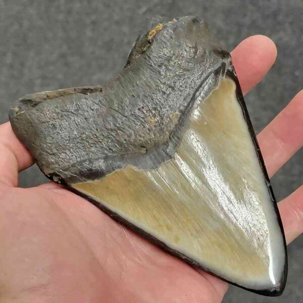 Polished Megalodon Shark Tooth - #36 - Image 3
