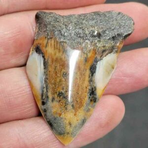 Polished Megalodon Shark Tooth - #4