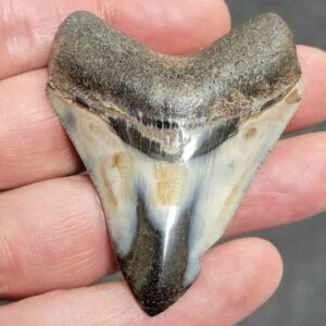 Polished Megalodon Shark Tooth - #5